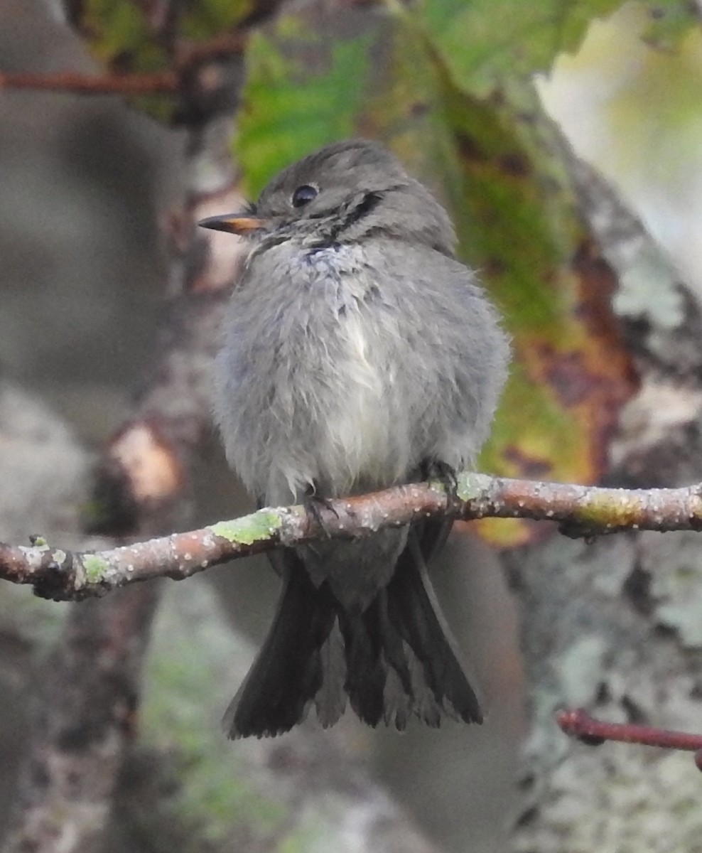 eBird Checklist 28 Oct 2023 Mead Botanical Gardens 27 species