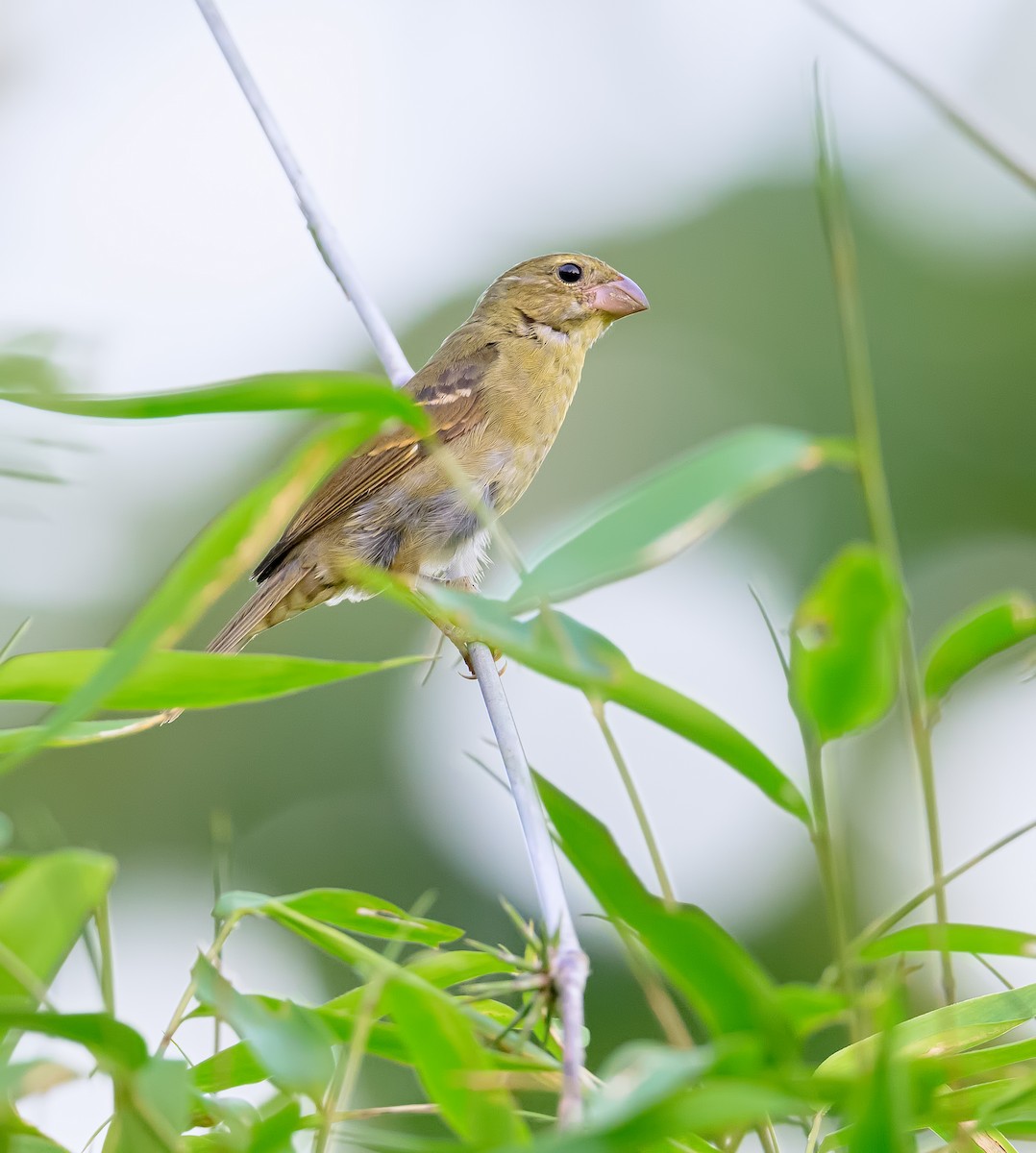 Buffy-fronted Seedeater - ML610469588