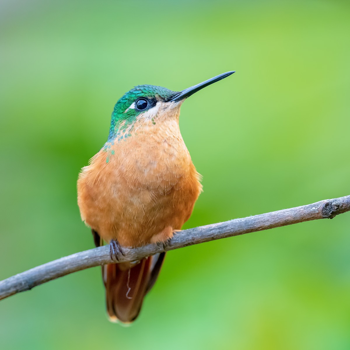 kolibřík brazilský - ML610469756
