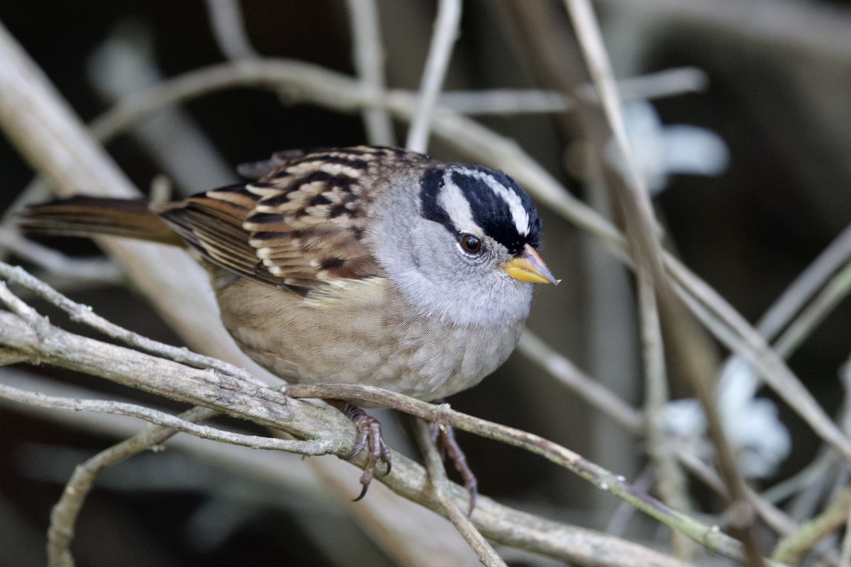 White-crowned Sparrow (Yellow-billed) - ML610469875