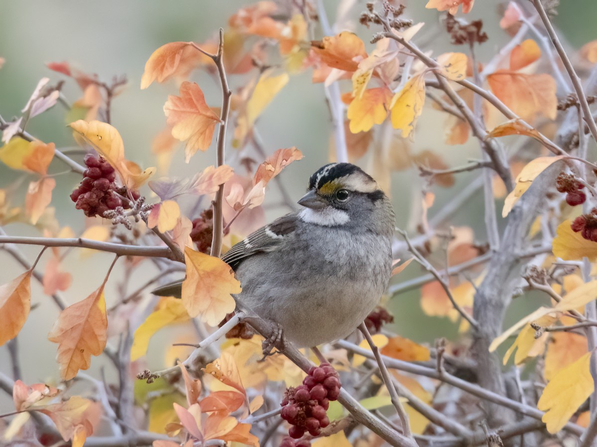 White-throated Sparrow - ML610470149