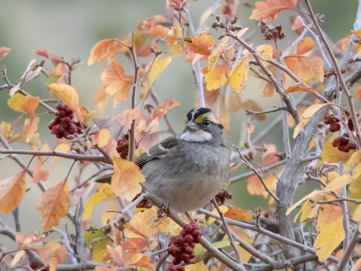 White-throated Sparrow - ML610470150