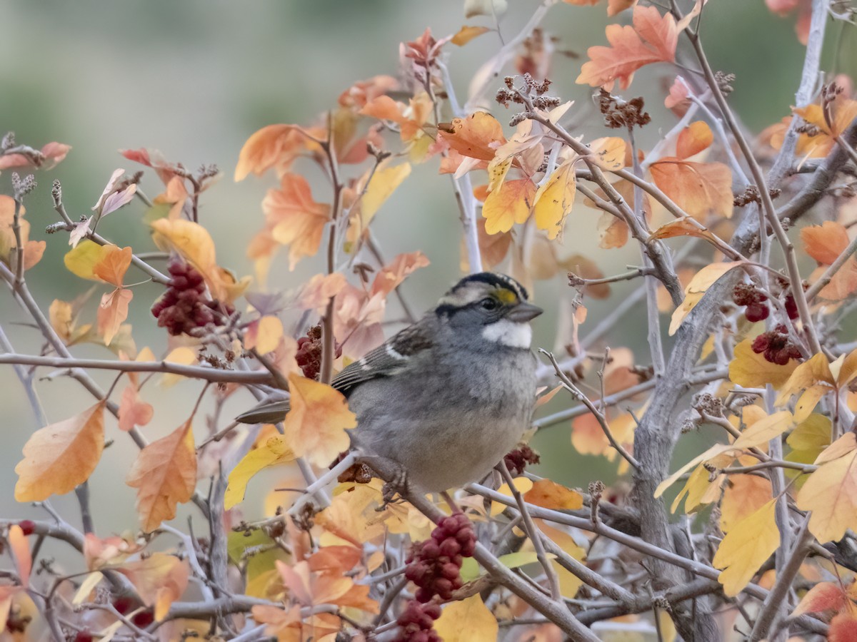 White-throated Sparrow - ML610470151
