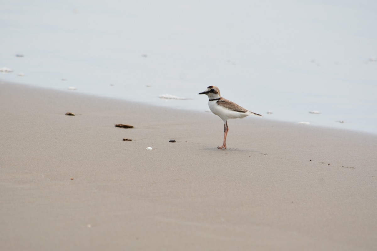 Collared Plover - ML610470653