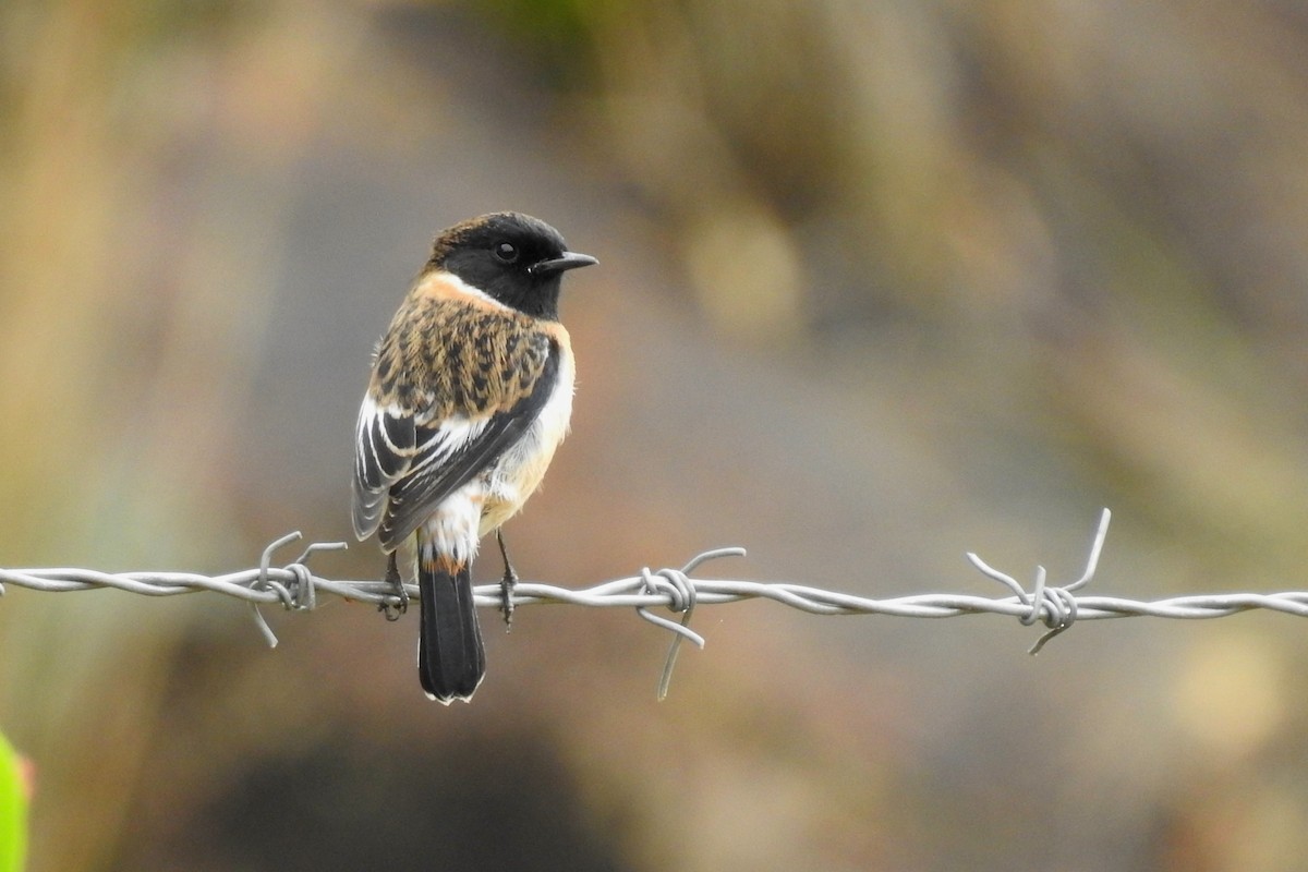 African Stonechat (African) - Jeff Curnick