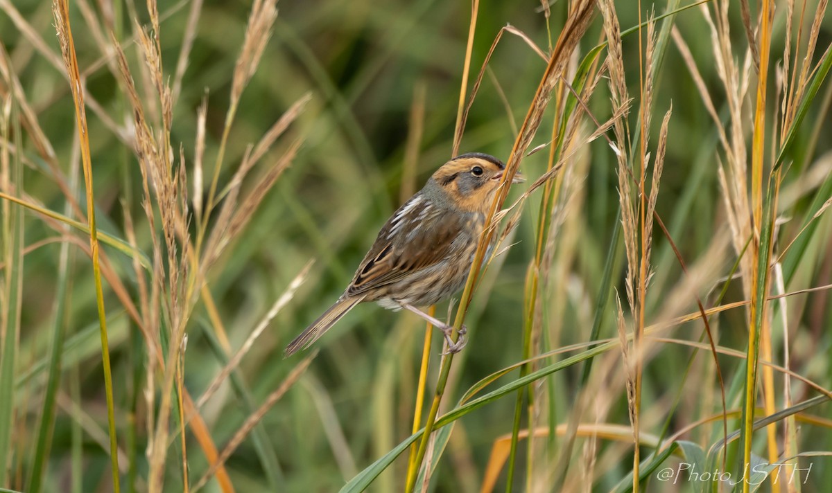 Nelson's Sparrow - Josée St-Hilaire