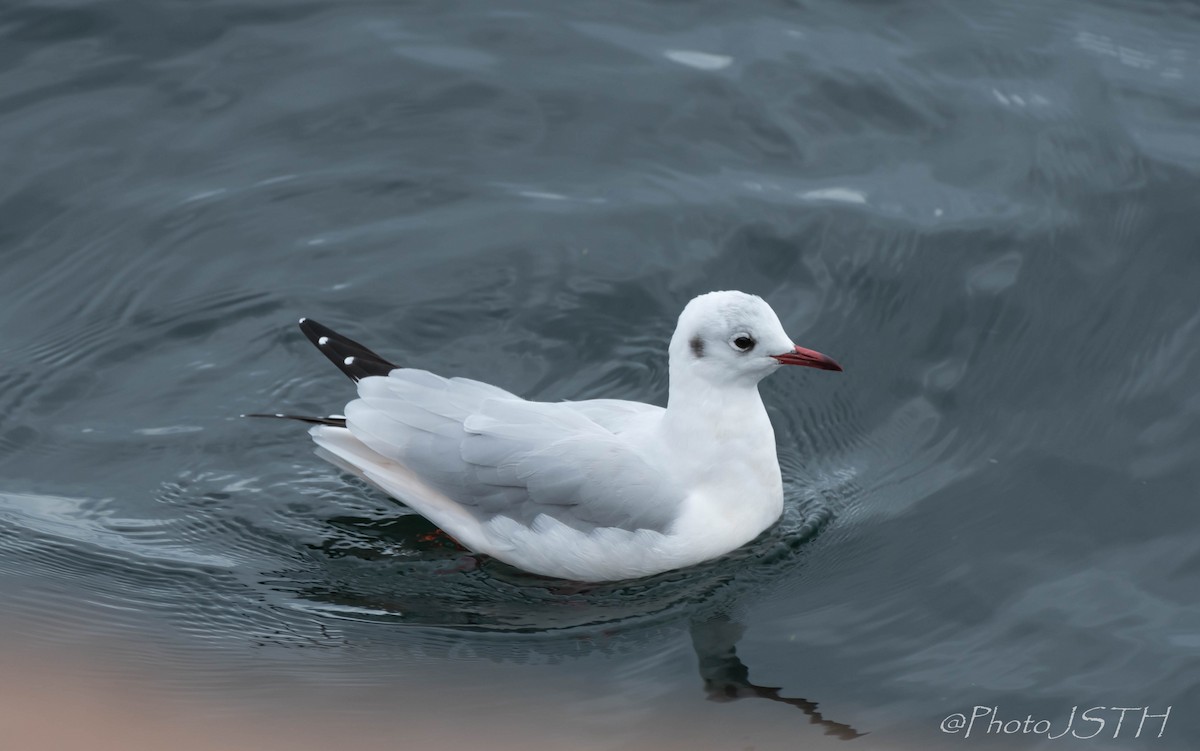 Mouette rieuse - ML610471230