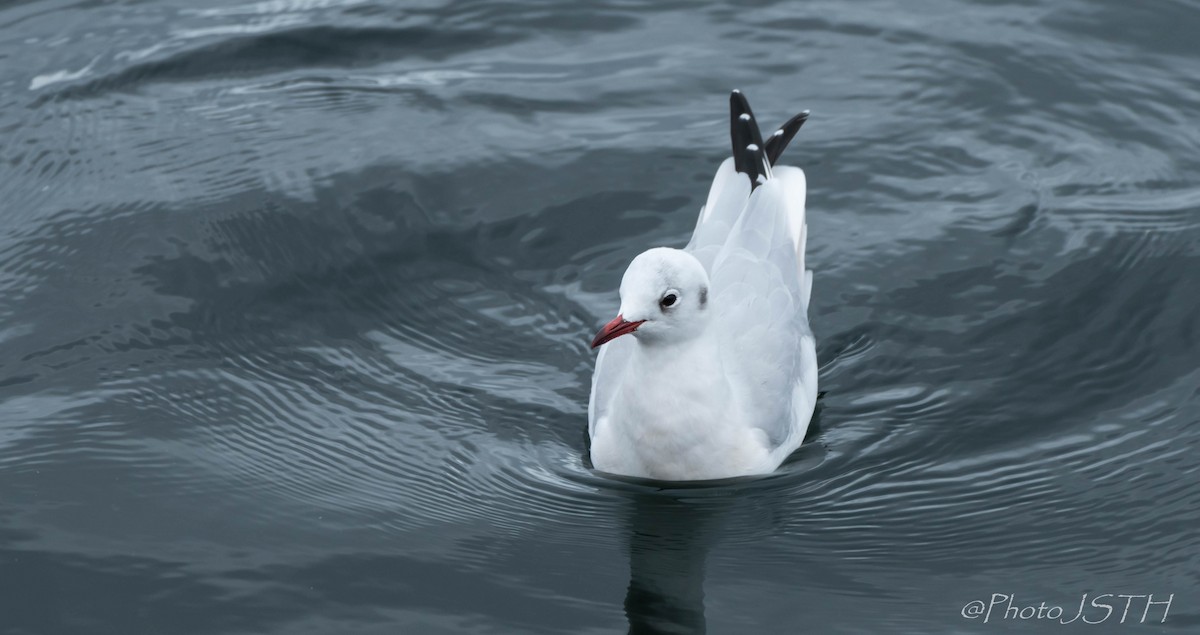 Mouette rieuse - ML610471252