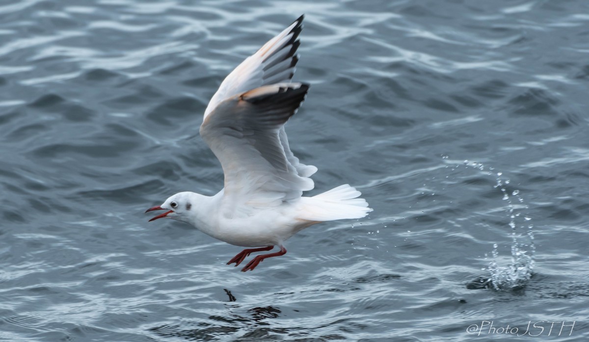 Mouette rieuse - ML610471272