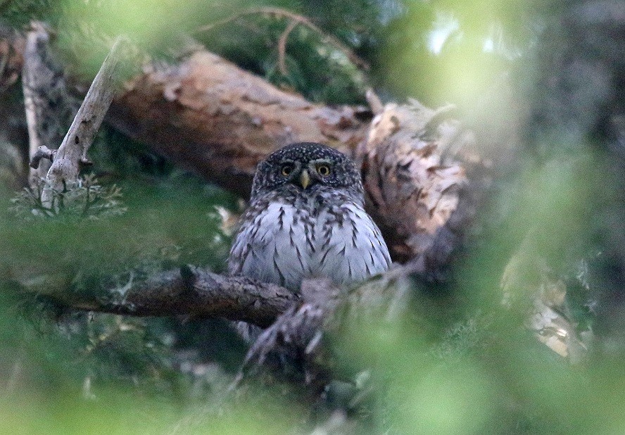 Eurasian Pygmy-Owl - ML610471368
