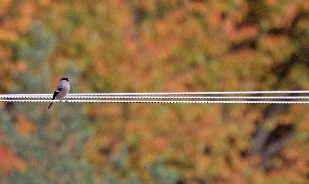 Eurasian Bullfinch - ML610471398