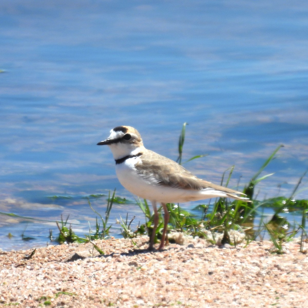 Collared Plover - ML610471473