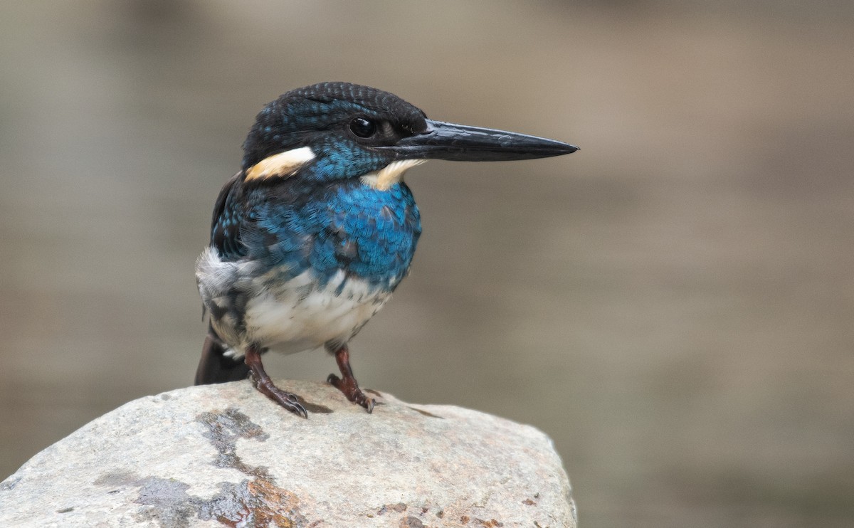 Javan Blue-banded Kingfisher - Leonardus Adi Saktyari