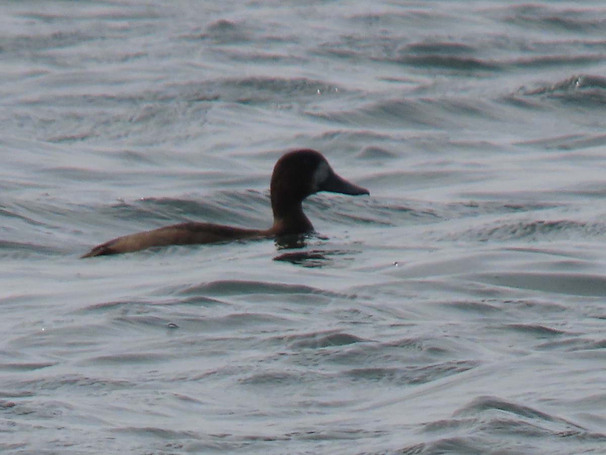 Greater Scaup - ML610471502