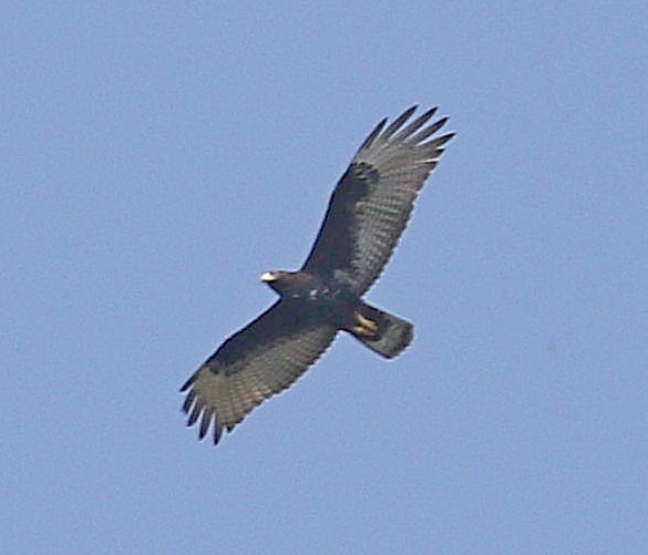 Zone-tailed Hawk - Michael Blust