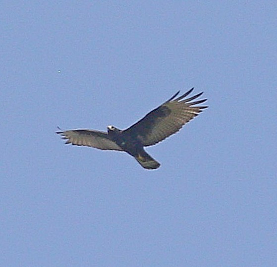 Zone-tailed Hawk - ML610471568
