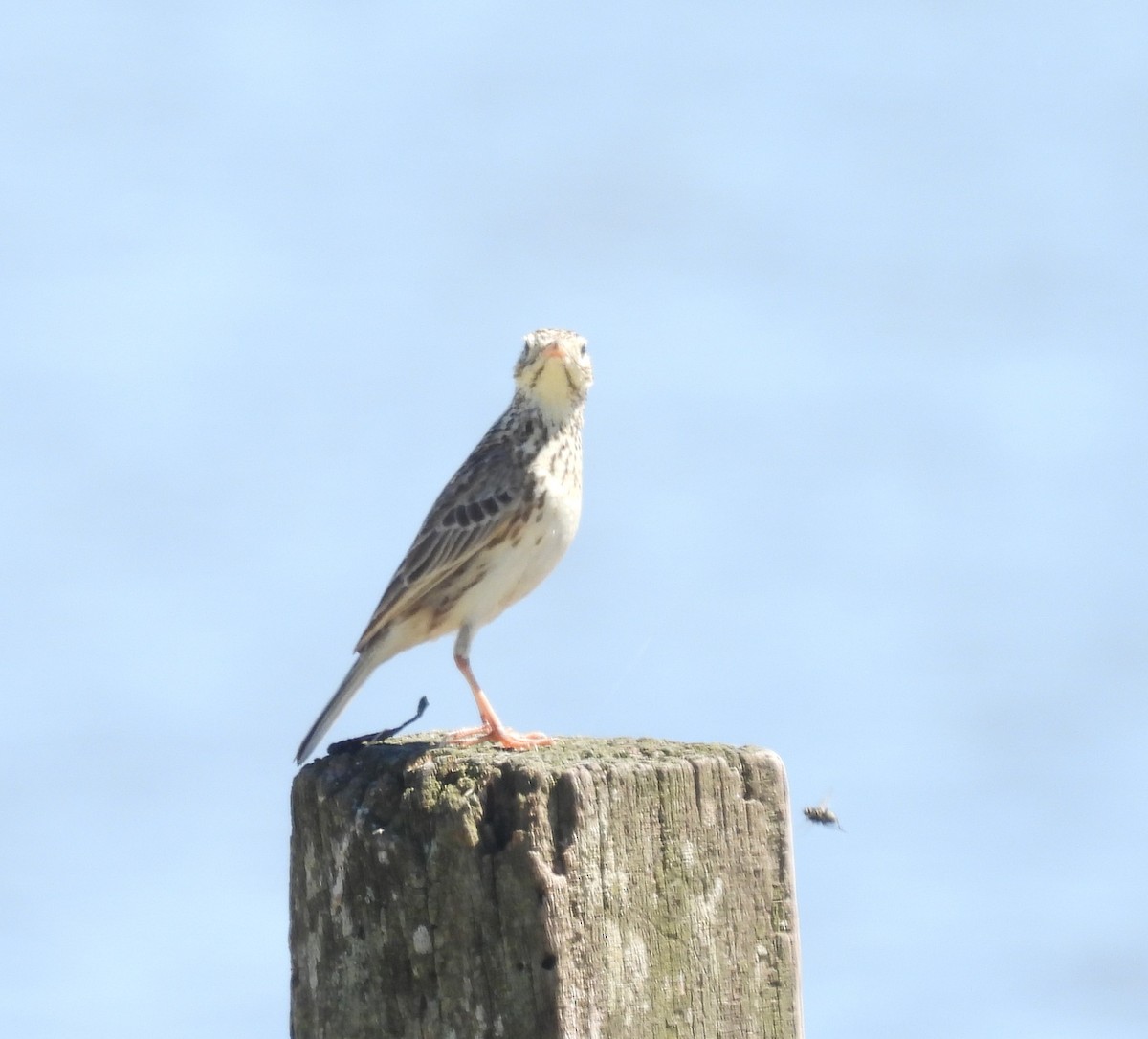 pipit sp. - ML610471587