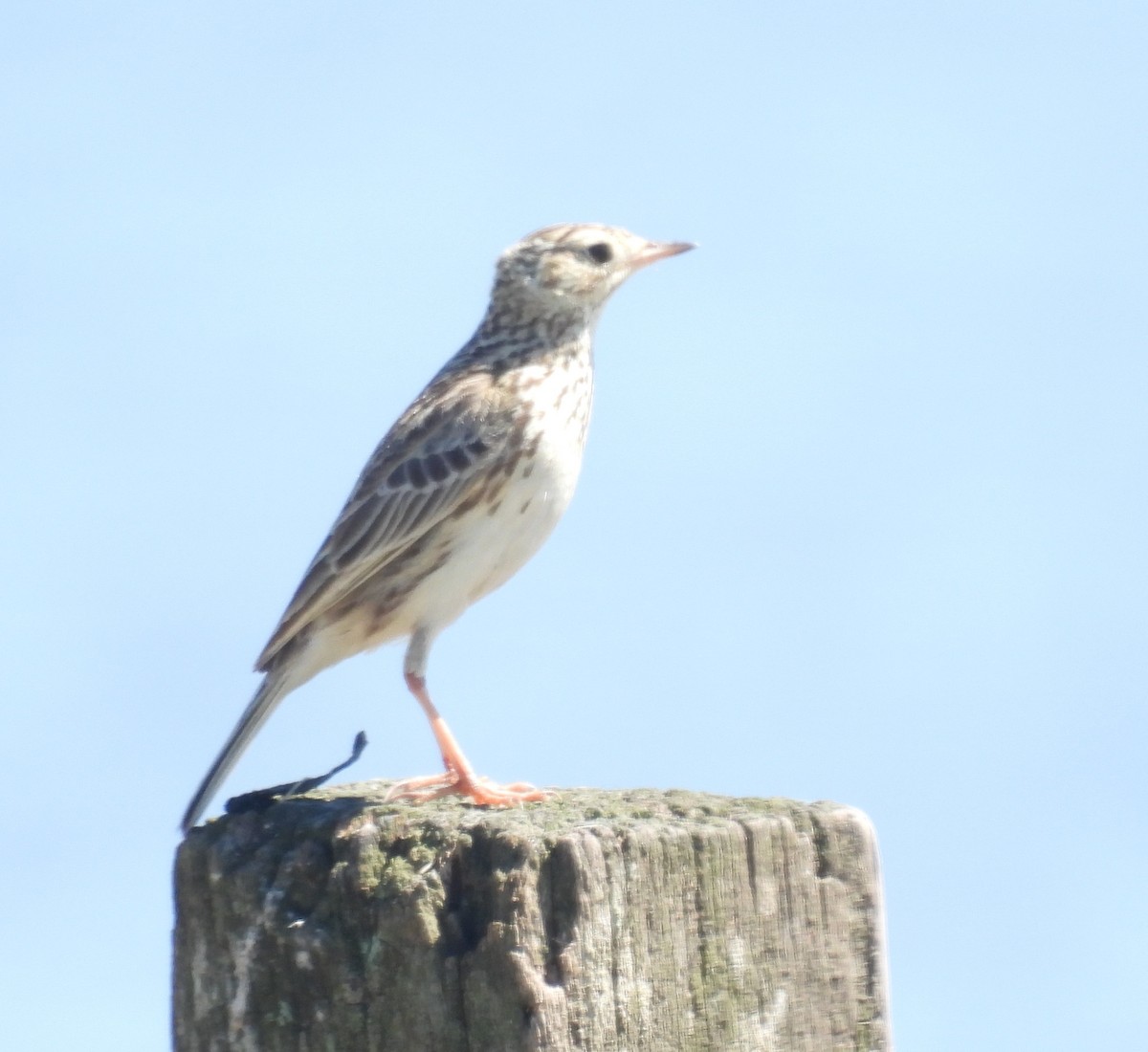 pipit sp. - ML610471588