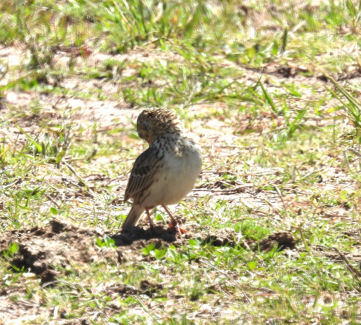 pipit sp. - ML610471589