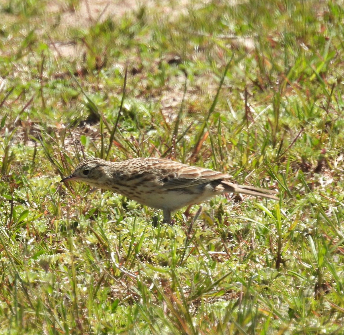 pipit sp. - ML610471590