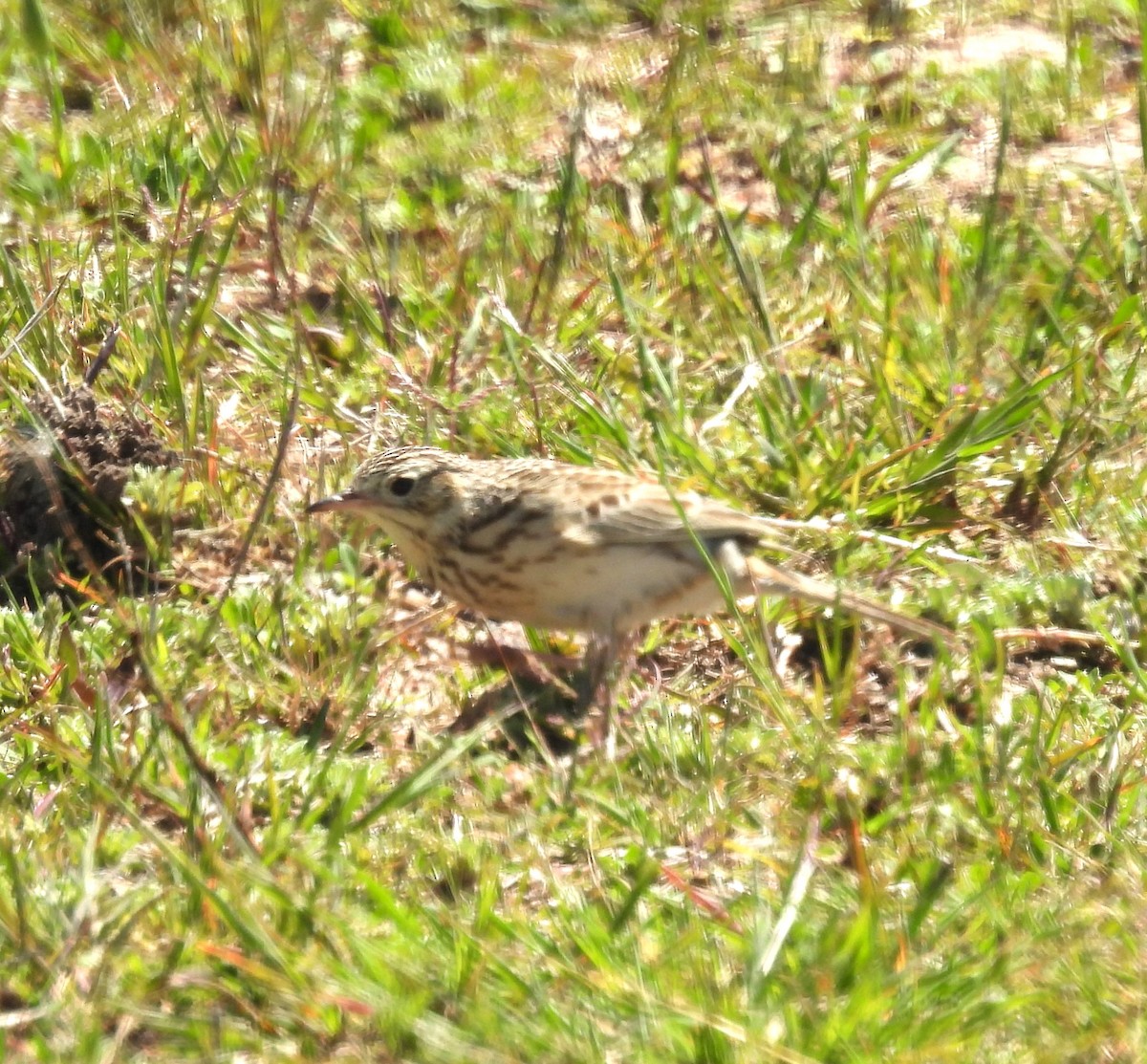 pipit sp. - ML610471591