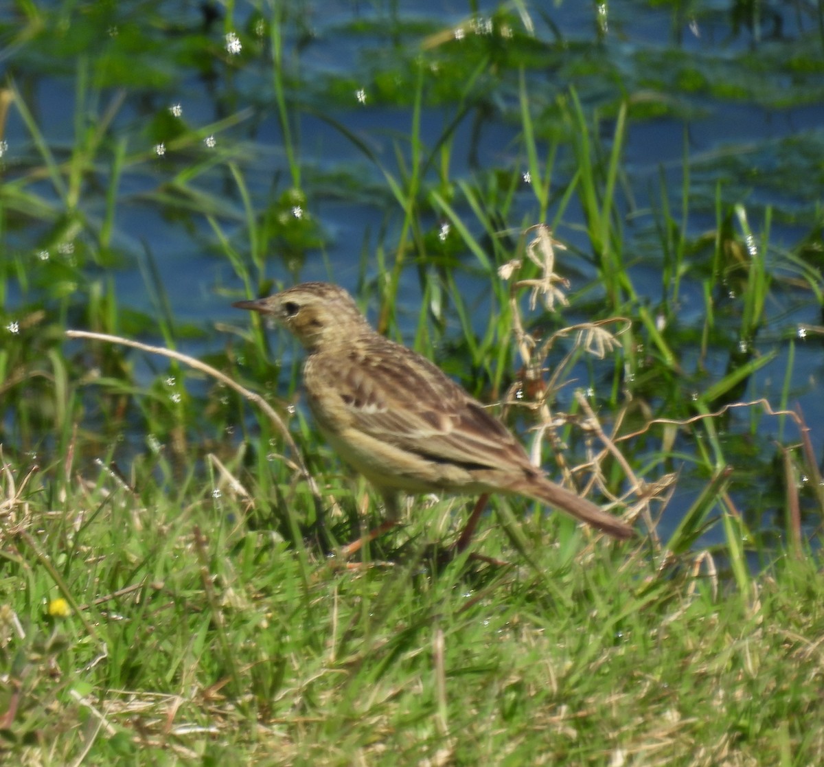 pipit sp. - ML610471602