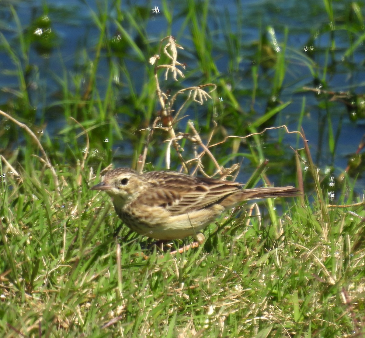 pipit sp. - ML610471603