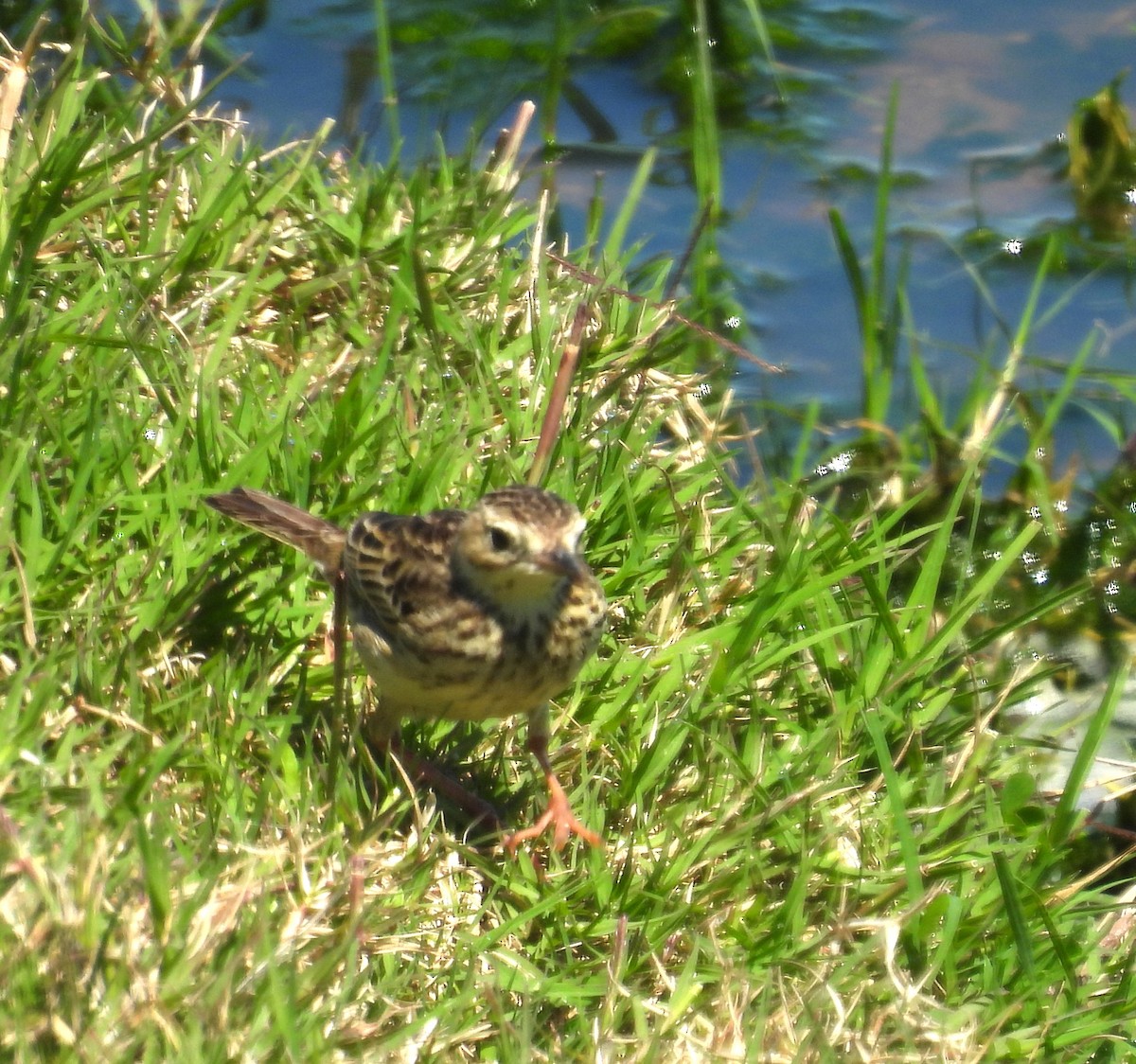 pipit sp. - ML610471606