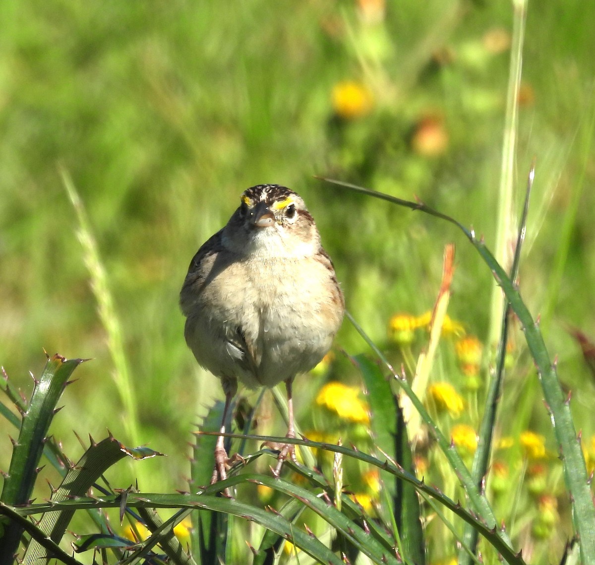Grassland Sparrow - ML610471623