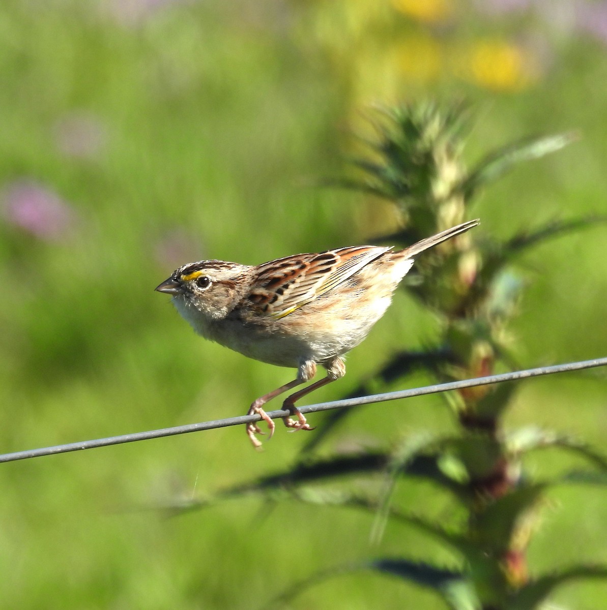 Grassland Sparrow - Gustavo Ribeiro