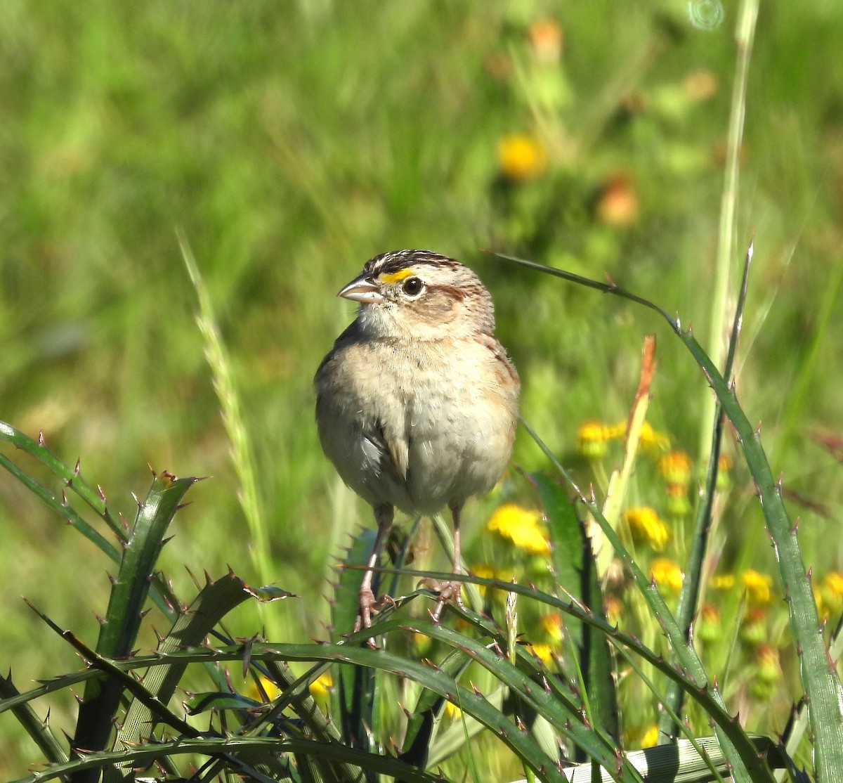Grassland Sparrow - ML610471625