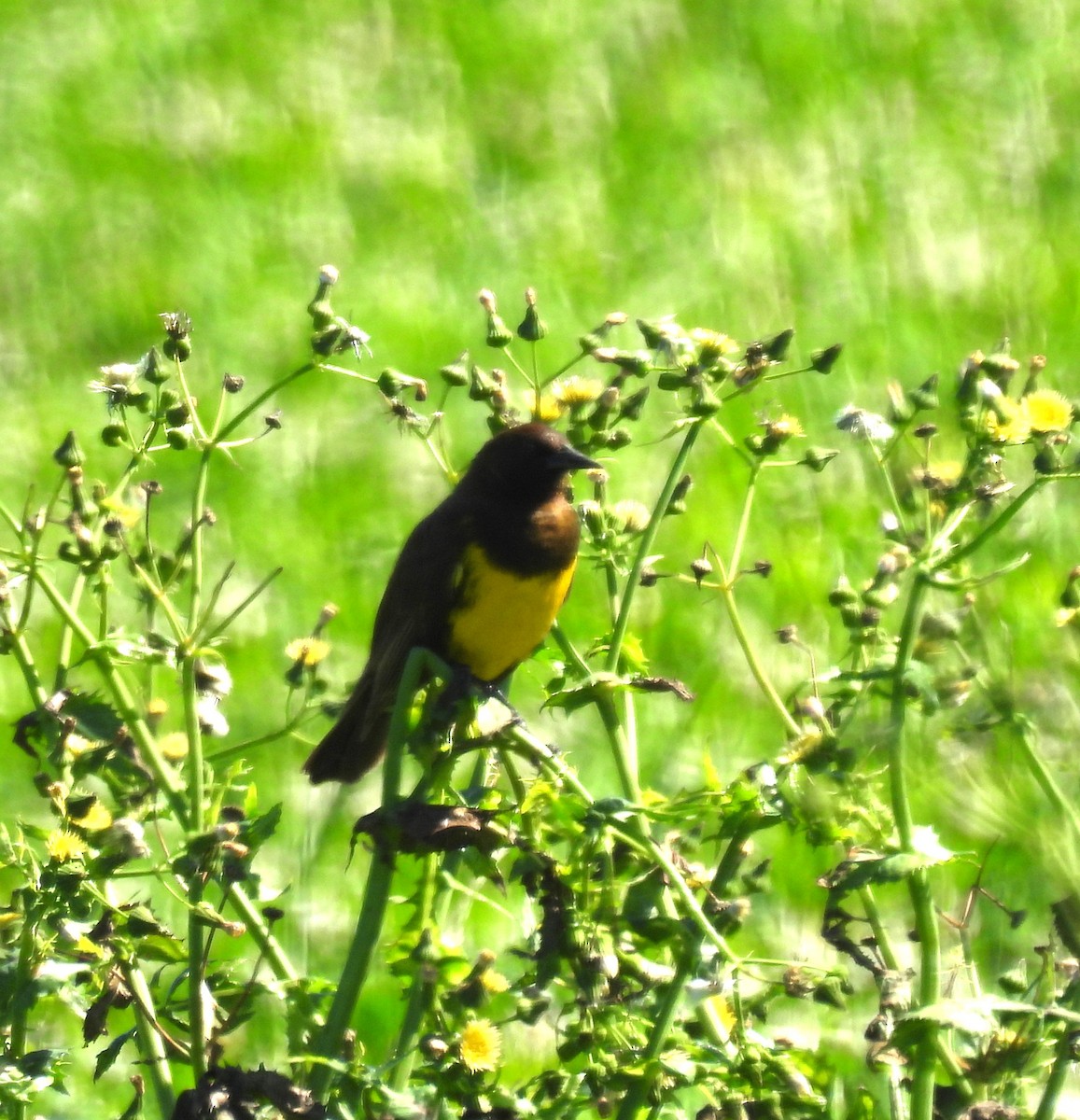 Brown-and-yellow Marshbird - ML610471639