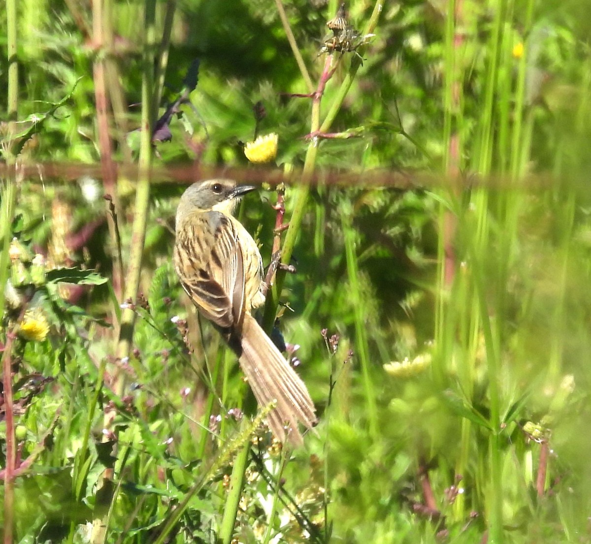 Long-tailed Reed Finch - ML610471646