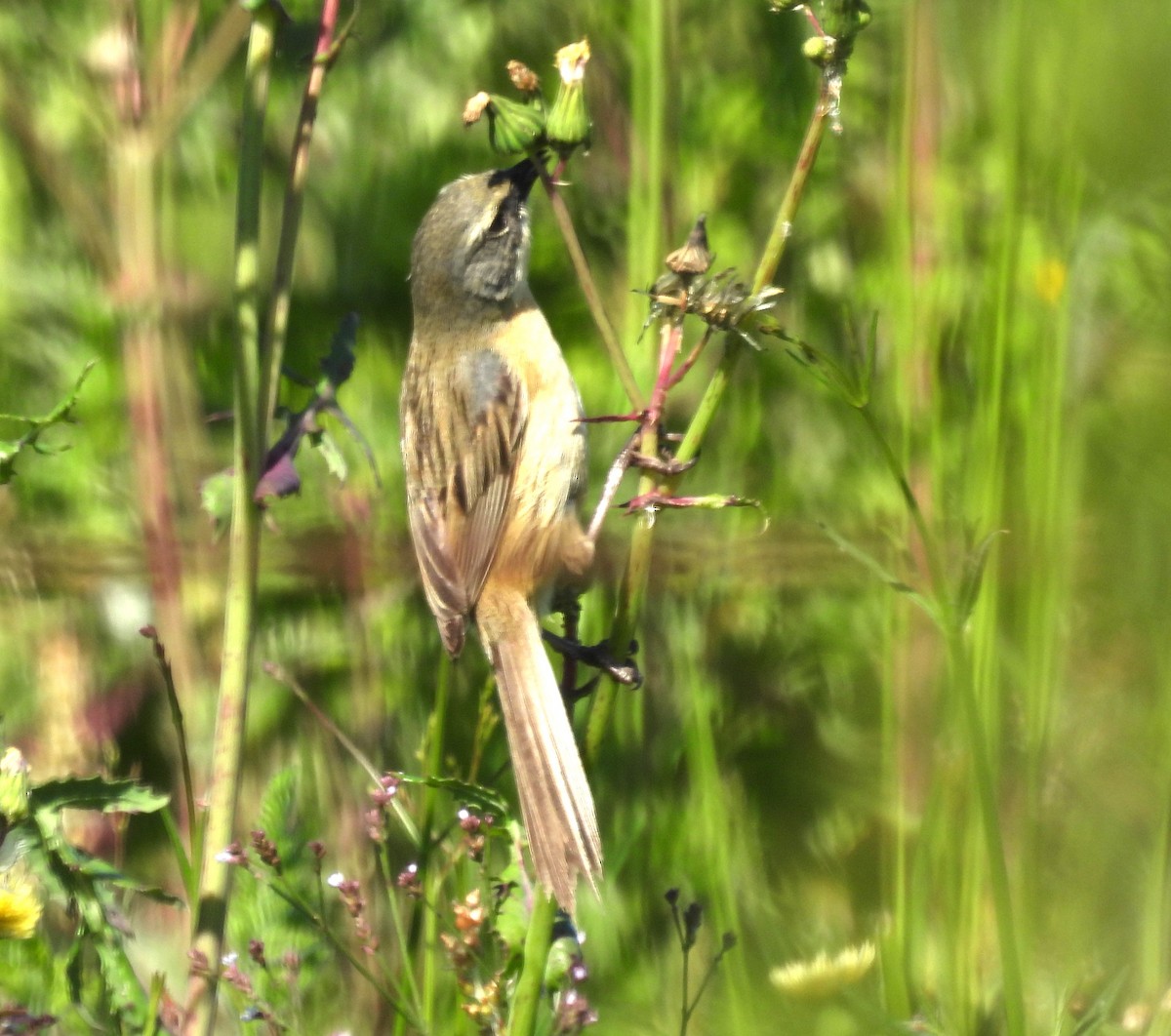 Long-tailed Reed Finch - ML610471647