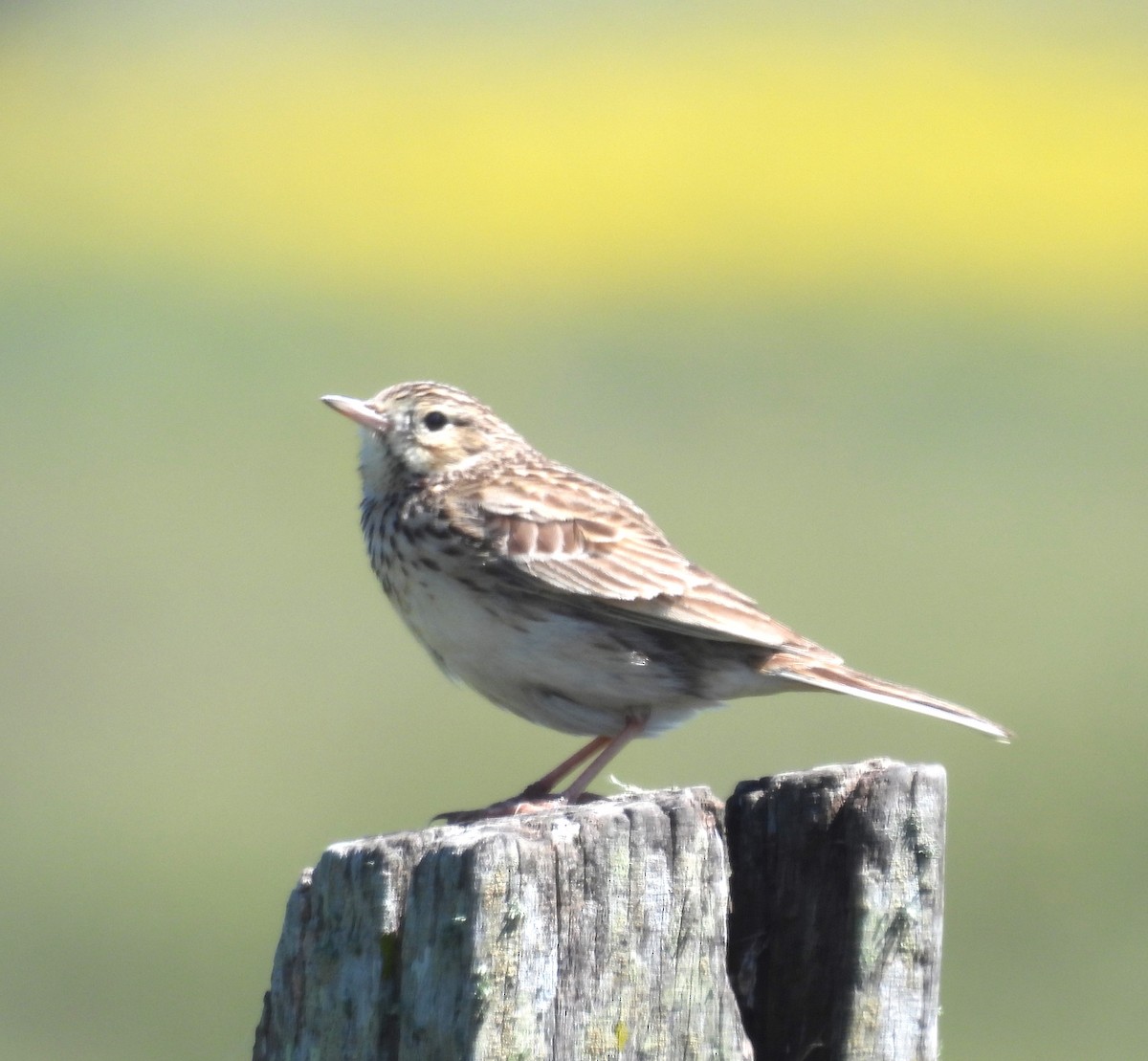 pipit sp. - ML610471671