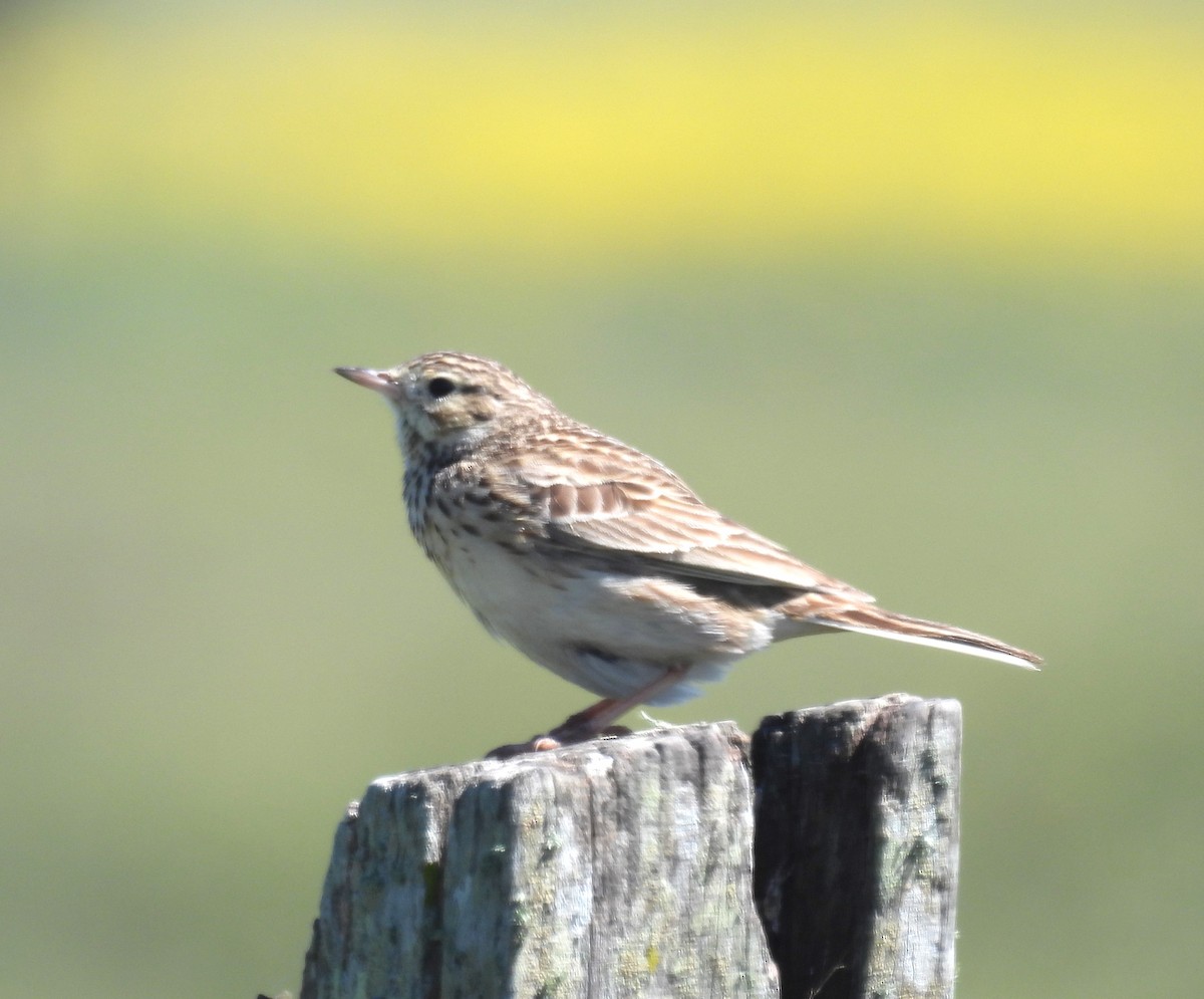 pipit sp. - ML610471672