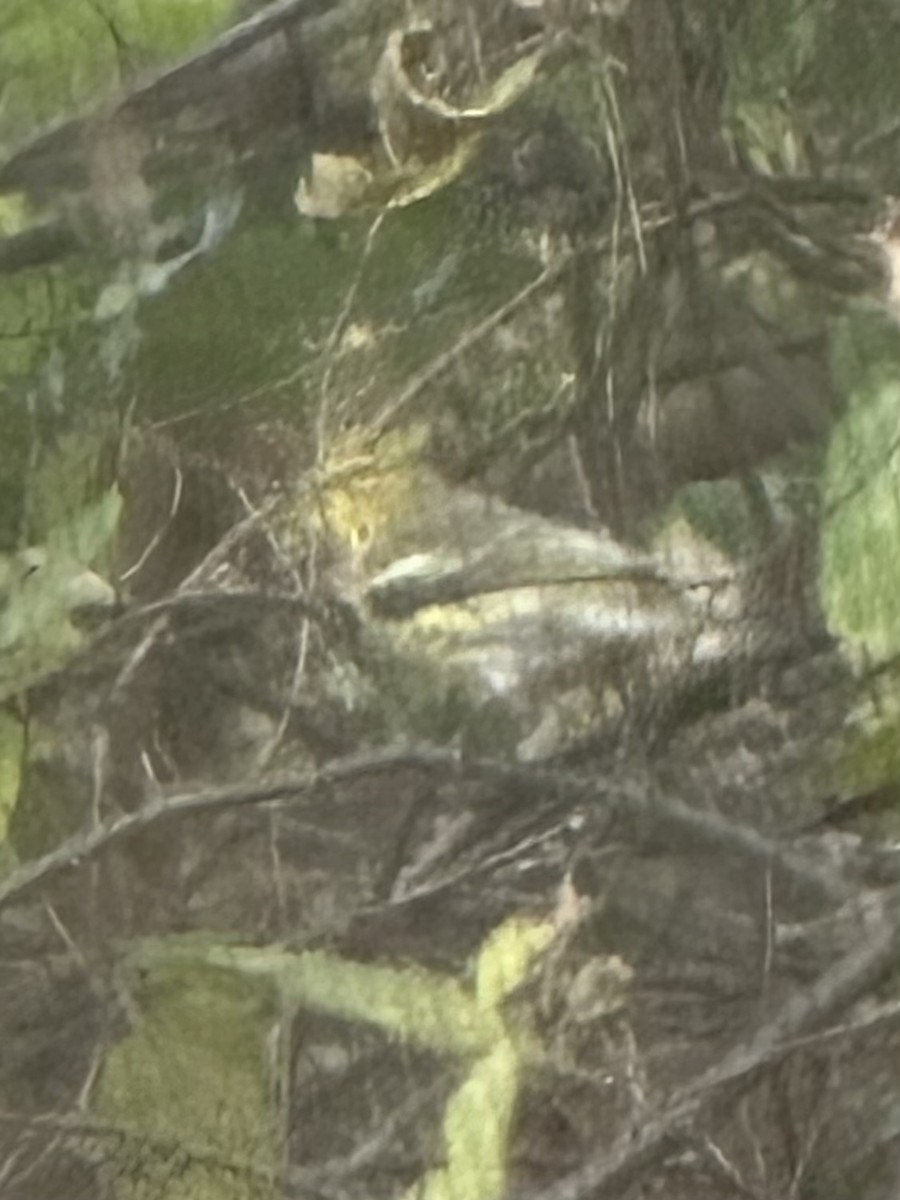 Cape May Warbler - ML610471769