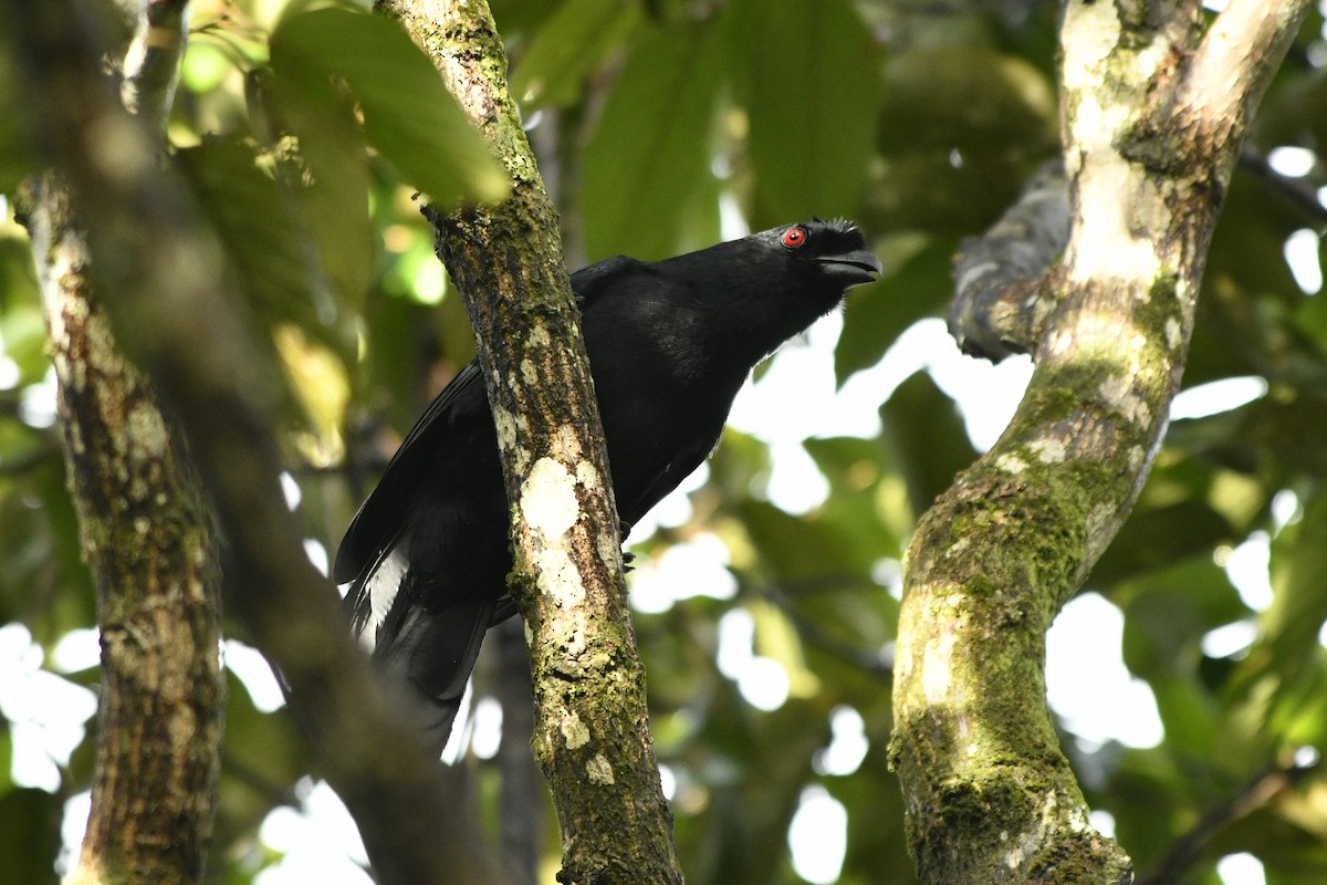 Black Magpie (Bornean) - ML610472738