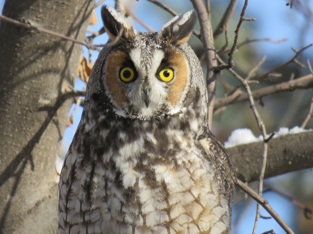 Long-eared Owl - Dawn Hall
