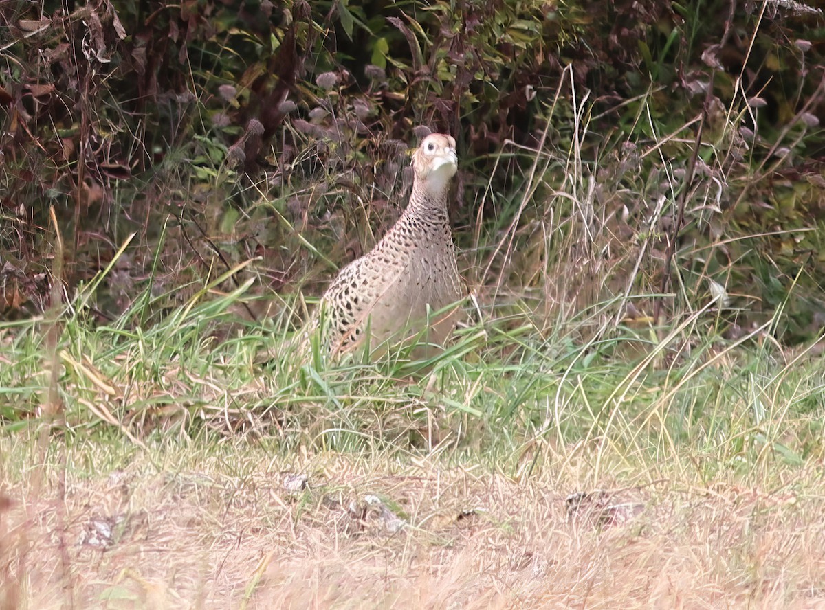 Ring-necked Pheasant - ML610473029