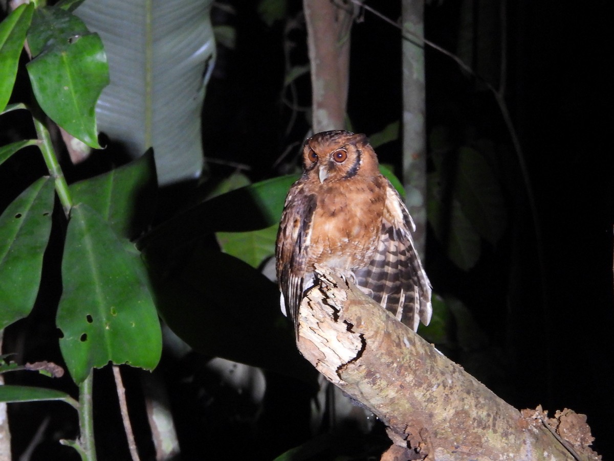 Tawny-bellied Screech-Owl (Austral) - ML610474064