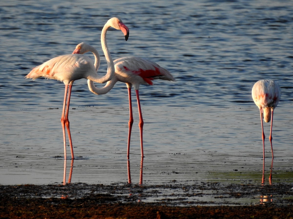 Greater Flamingo - ML610474072