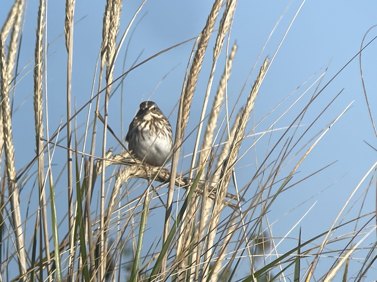 Savannah Sparrow (Ipswich) - ML610474128