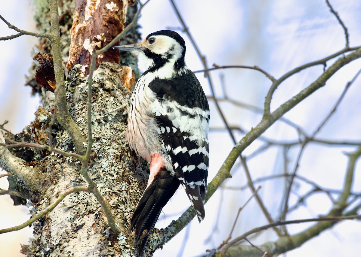 White-backed Woodpecker - Hannu Koivisto