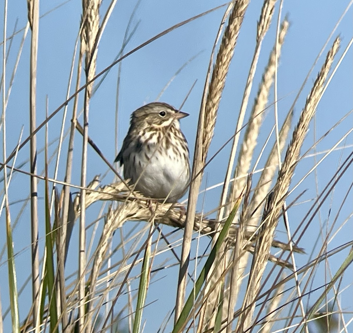 Savannah Sparrow (Ipswich) - ML610474169