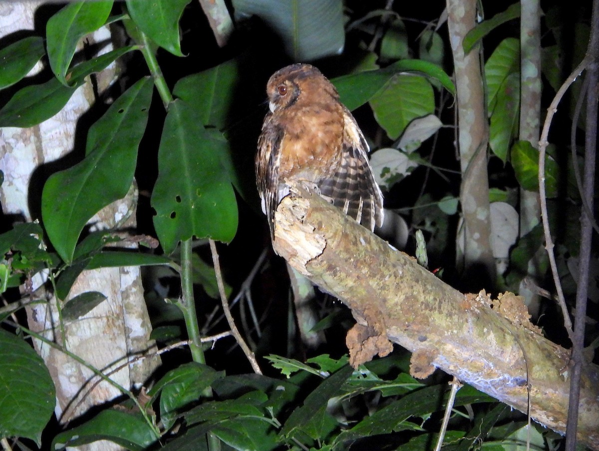Tawny-bellied Screech-Owl (Austral) - ML610474494