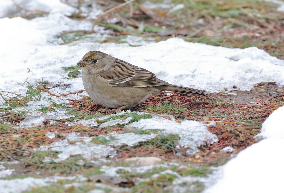 Golden-crowned Sparrow - Sneed Collard