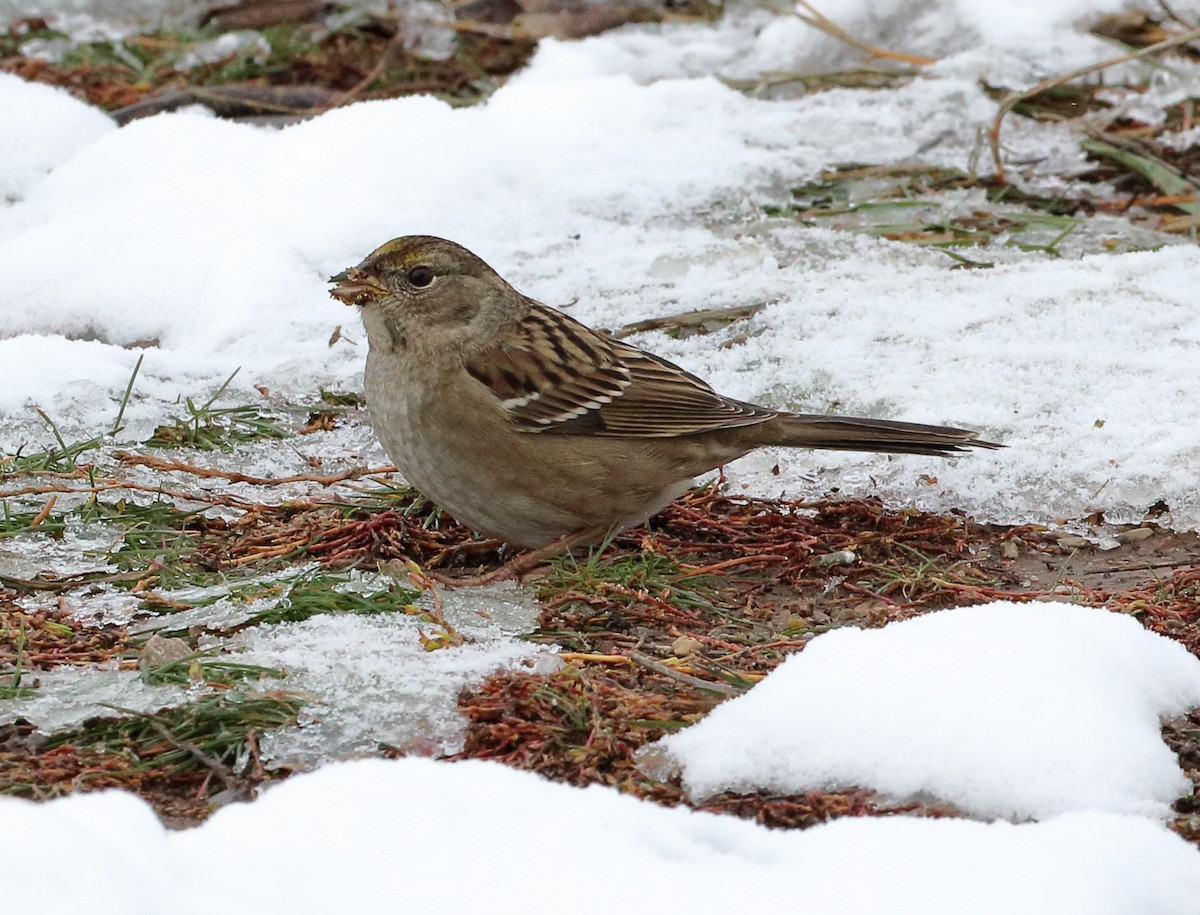 Golden-crowned Sparrow - ML610474792