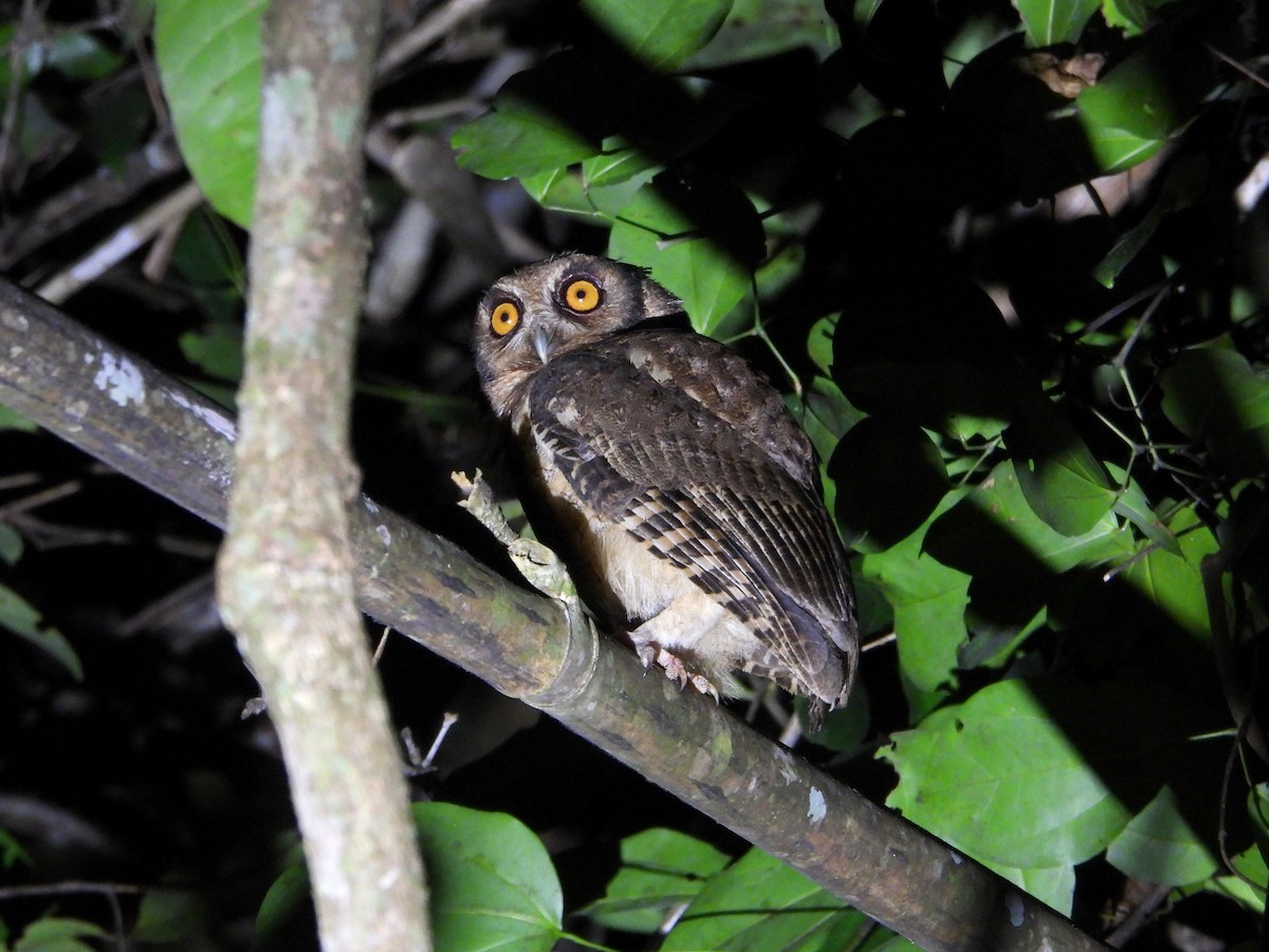 Tawny-bellied Screech-Owl (Austral) - ML610475044