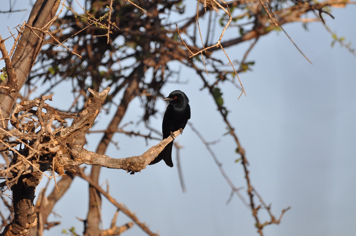 Fork-tailed Drongo - ML610475241
